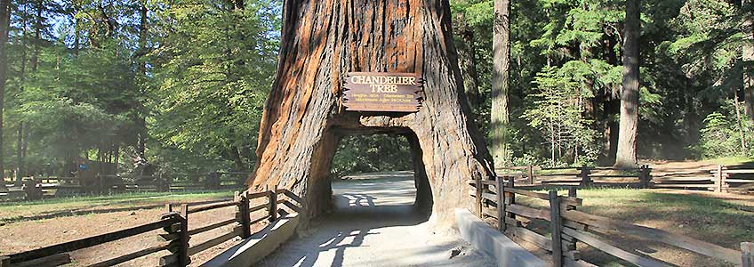 Drive Through Tree, Highway 1 USA Mietwagen Reise