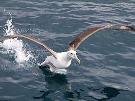 Albatross, Stewart Island, Neuseeland