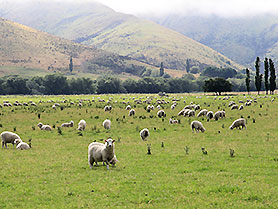 Neuseeland, Southland