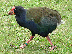 Neuseeland, Takahe