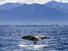 Neuseeland, Whale Watching Kaikoura