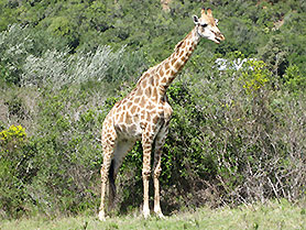 Wildlife Park, Giraffen, Plettenberg Bay, Südafrika
