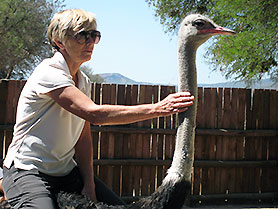 Ostrich Safari Farm, Oudtshoorn, South Africa