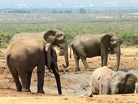 Addo Elephant National Park South Africa