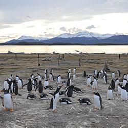 Pinguine / Patagonien