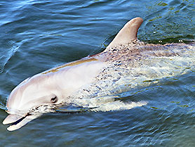 Flipper, Dolphin Research Center, Grassy Key, Florida