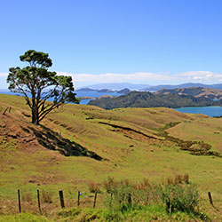 Neuseeland Coromandel