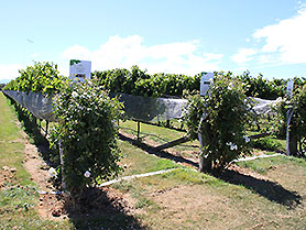 Neuseeland Marlborough Weingut
