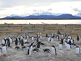 Penguins, Martillo Island, Ushuaia / Argentina