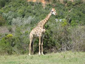 Buffalo Hill Wildlife Park, Giraffen, Knysna, Südafrika