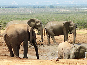 Addo Elephant National Park, Südafrika