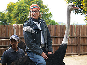 Straußen Farm, Oudtshoorn, Südafrika