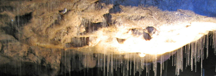 Waitomo Caves Glowworms, New Zealand